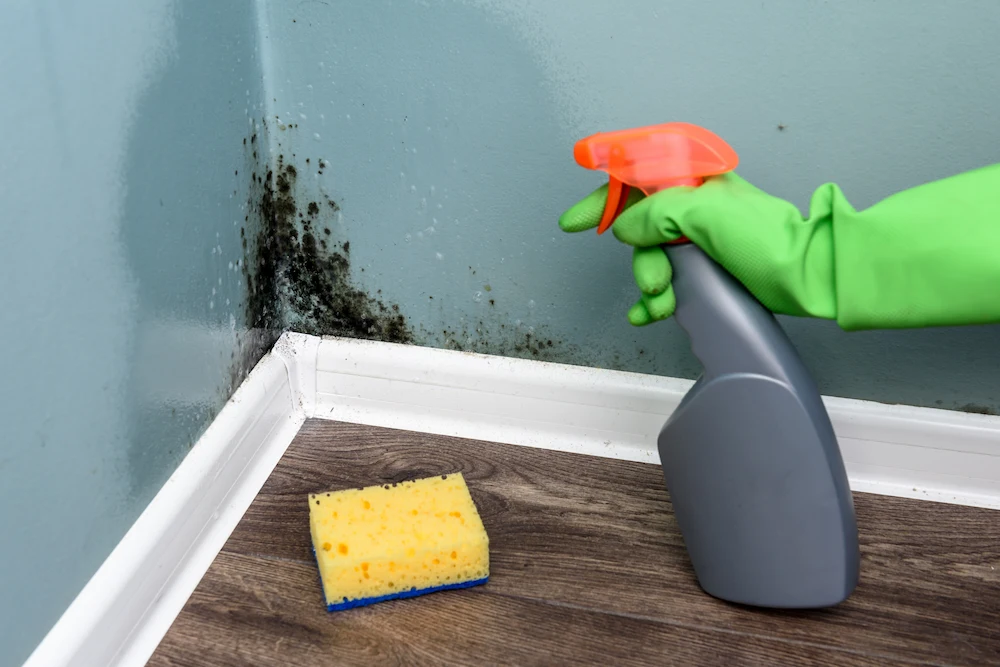 spray cleaner on mould growth in home